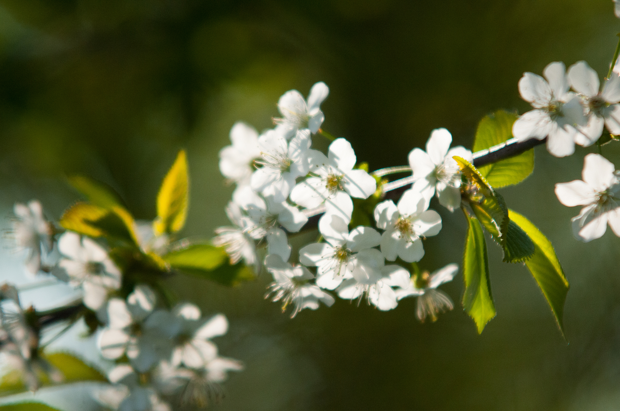 der frühling kommt: kirschblüte