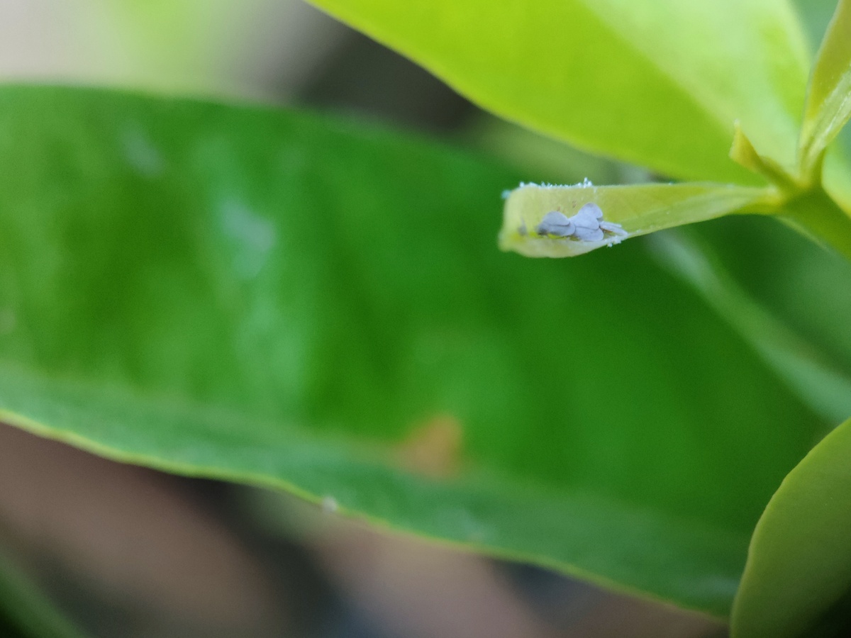 柠檬树花苞流粘液？教你轻松解决！