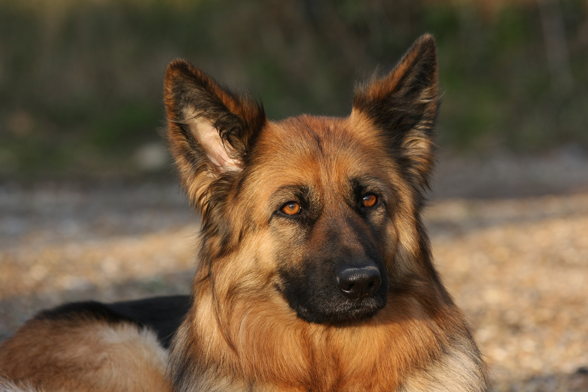 犬血管性血友病-III型整体发病率