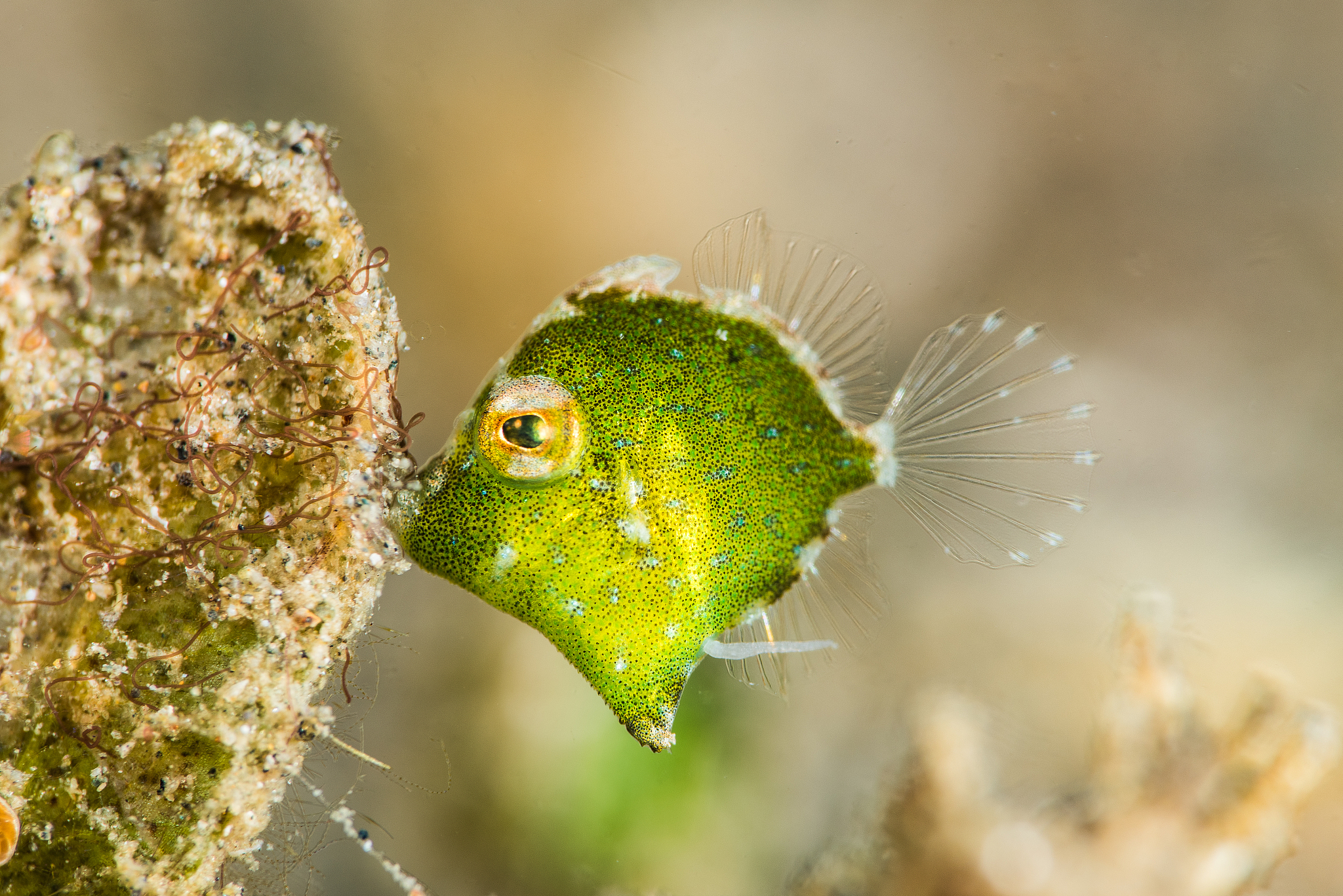 Word如何链接Excel数据实现同步更新 - 实用技巧