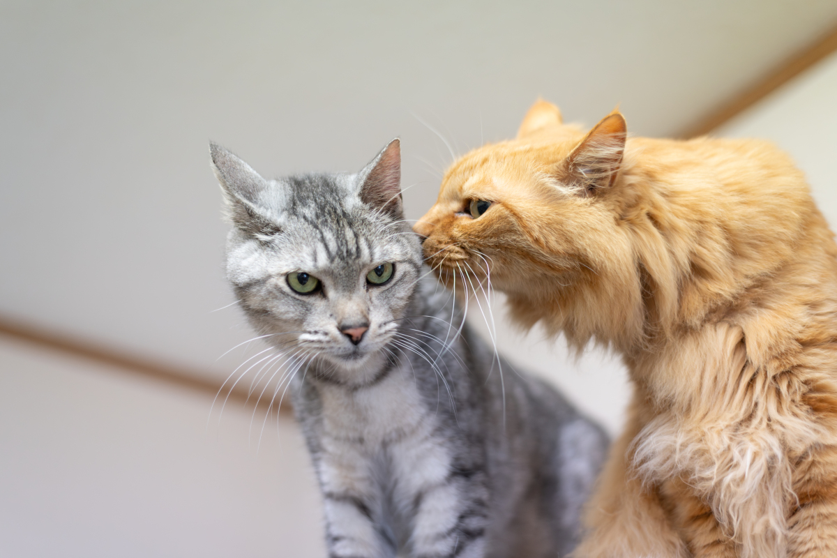 如何向猫咪表示友好