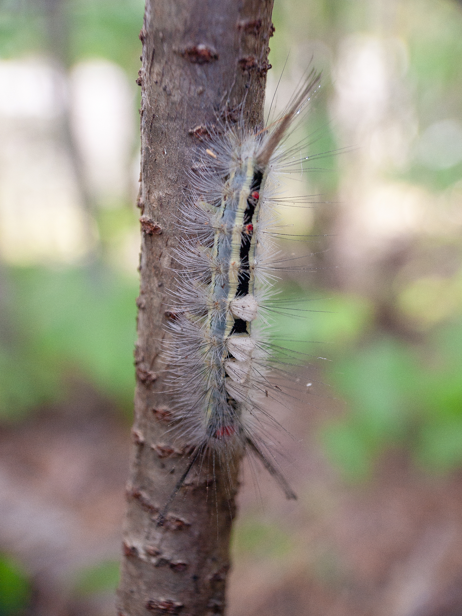 假设我是一名信息员阴河分场完成云杉有害生物防治工作有害生物为侧扁锉叶蜂自五月下月开展调查截至七月一日已全部完成所有地块的防治工作防治方式为人工喷洒药物。现在需要你信息内容要体现出前期谋划在前及时实地调查第一时间发现第一时间防治防治期间跟班作业细致管理专人负责药剂落实责任到人不留死角防治过后及时验收防治效果成效很好。同时体现工作人员的尽职尽责及时对作业人员进行培训防治前对设备进行维护保养并