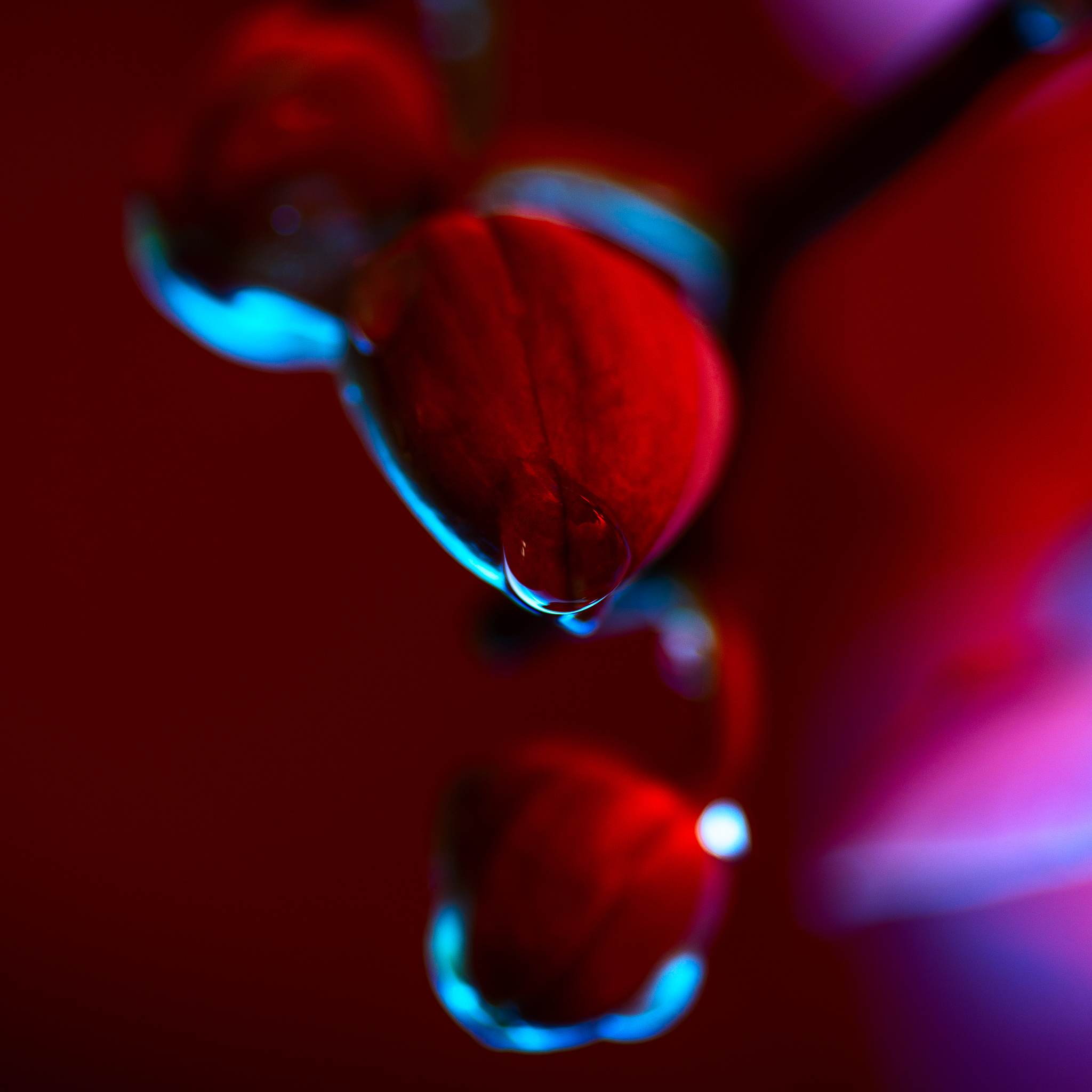 delicate pink orchid with dew drops close-up on dark background