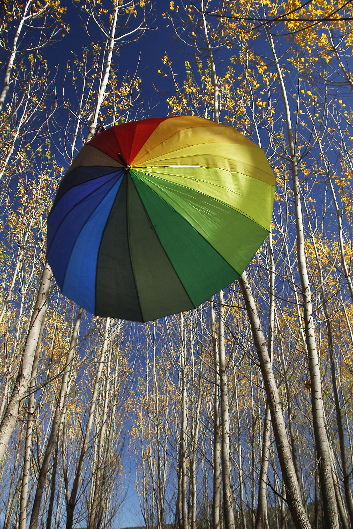 trees and umbrella