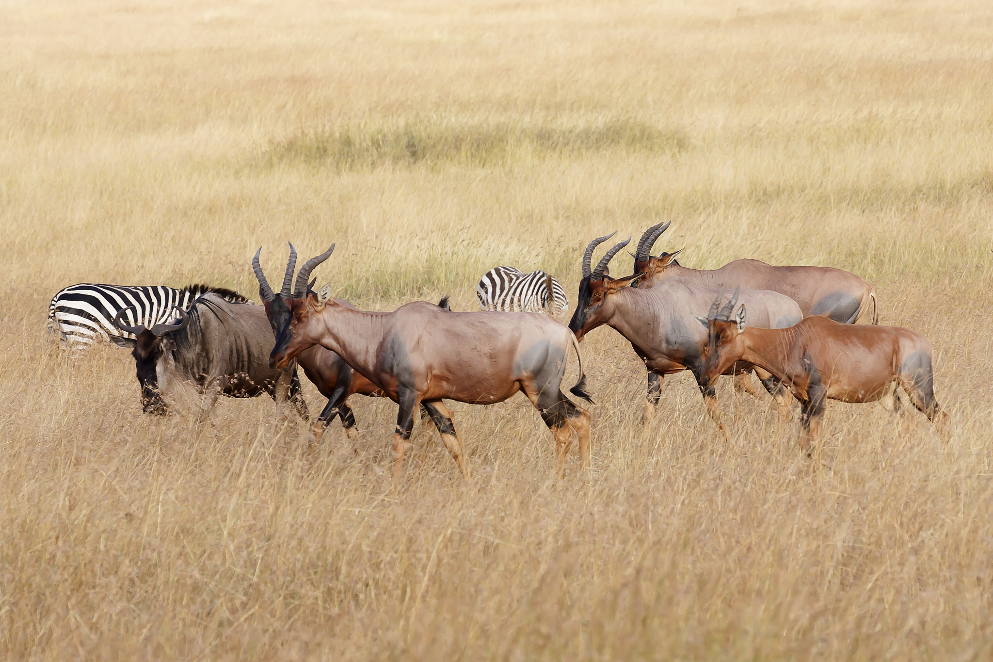 herd of topi grazing