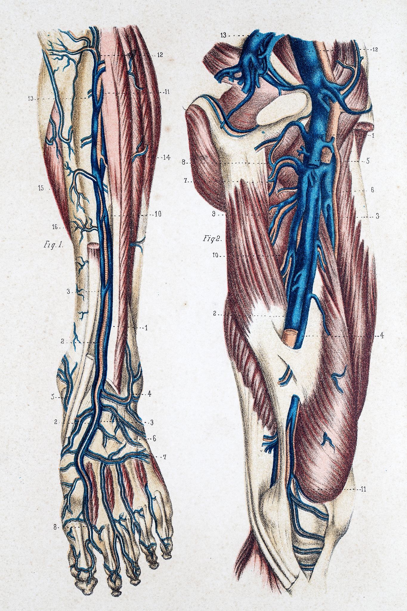 成人缺钙有什么表现和症状