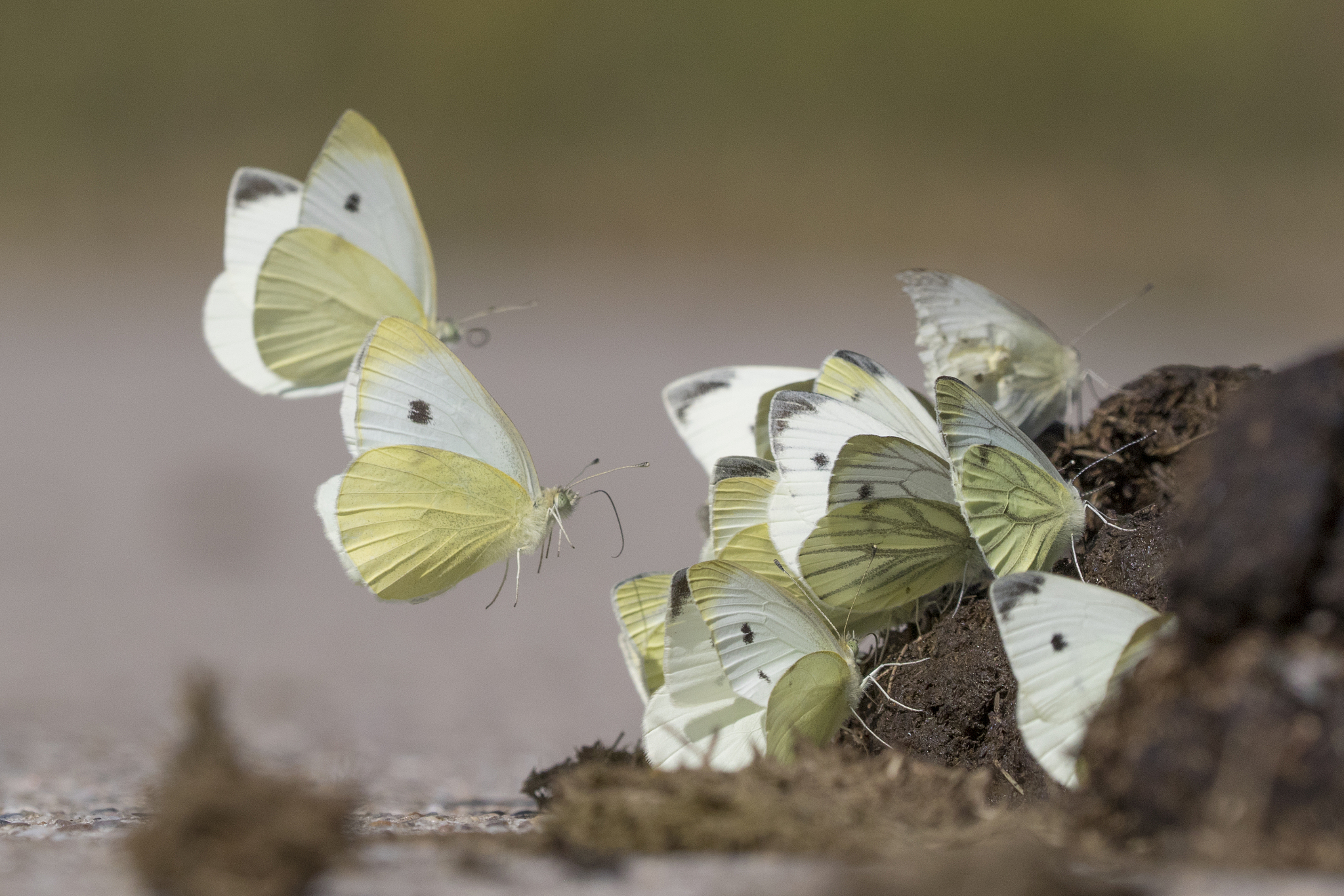 蜉蝣的一天与人类的几十年：生命的意义何在？