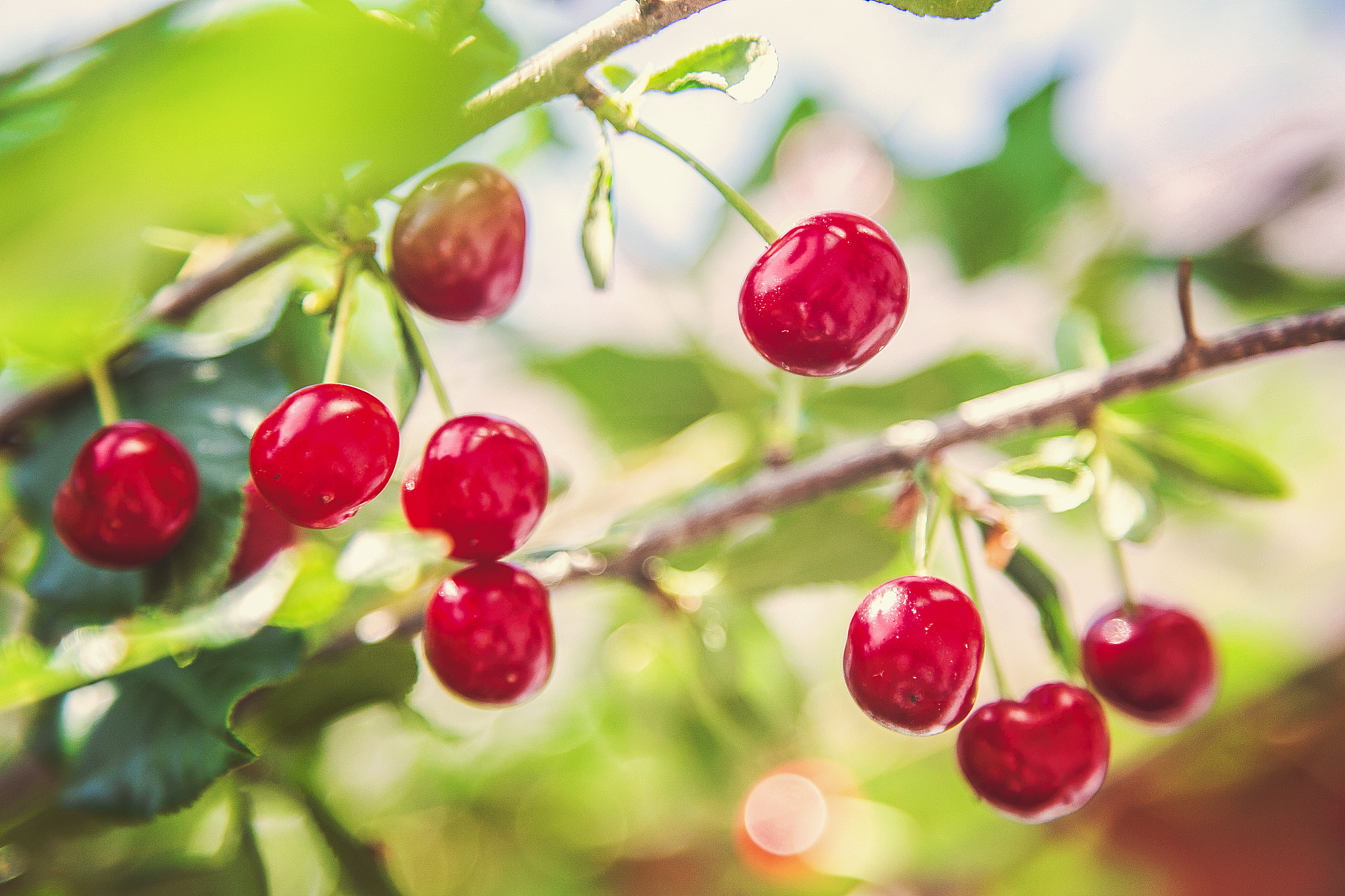 ripe cherry against the blue sky on tree