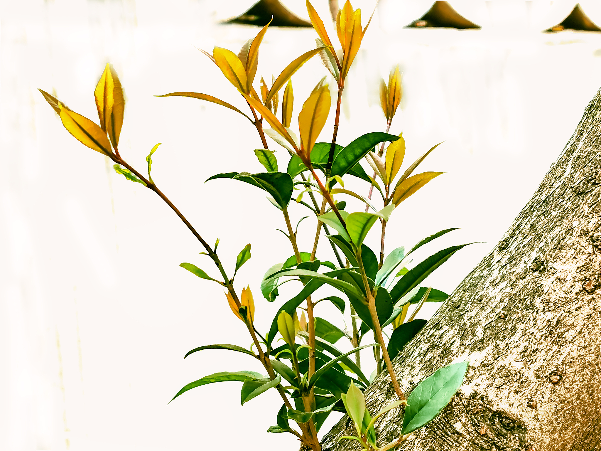 春芽