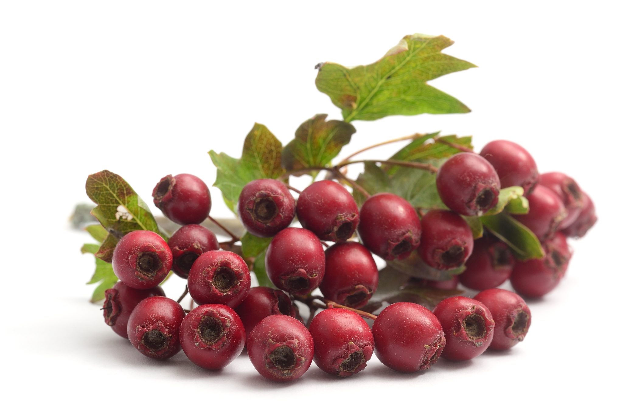 hawthorn berry bunch