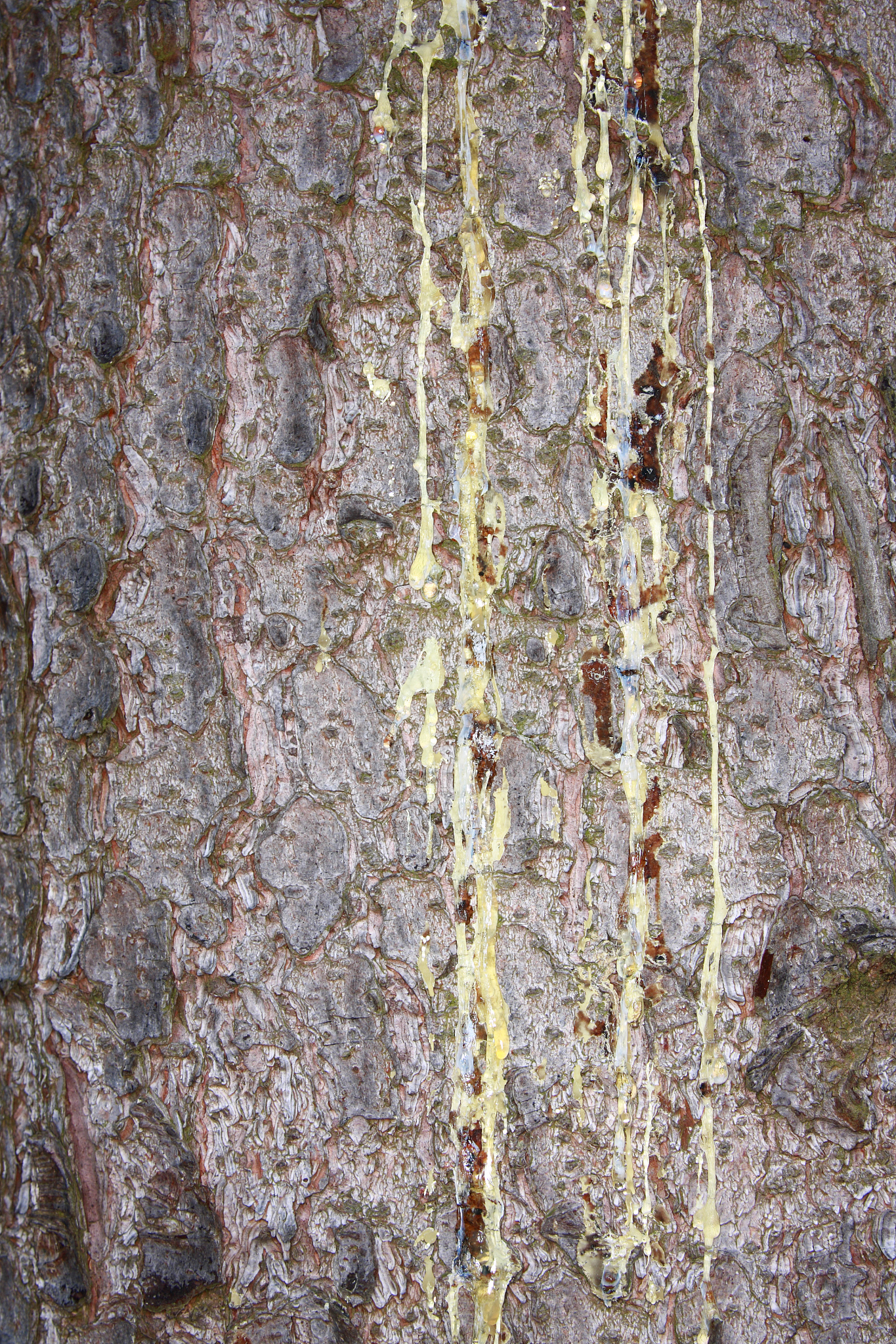 resin