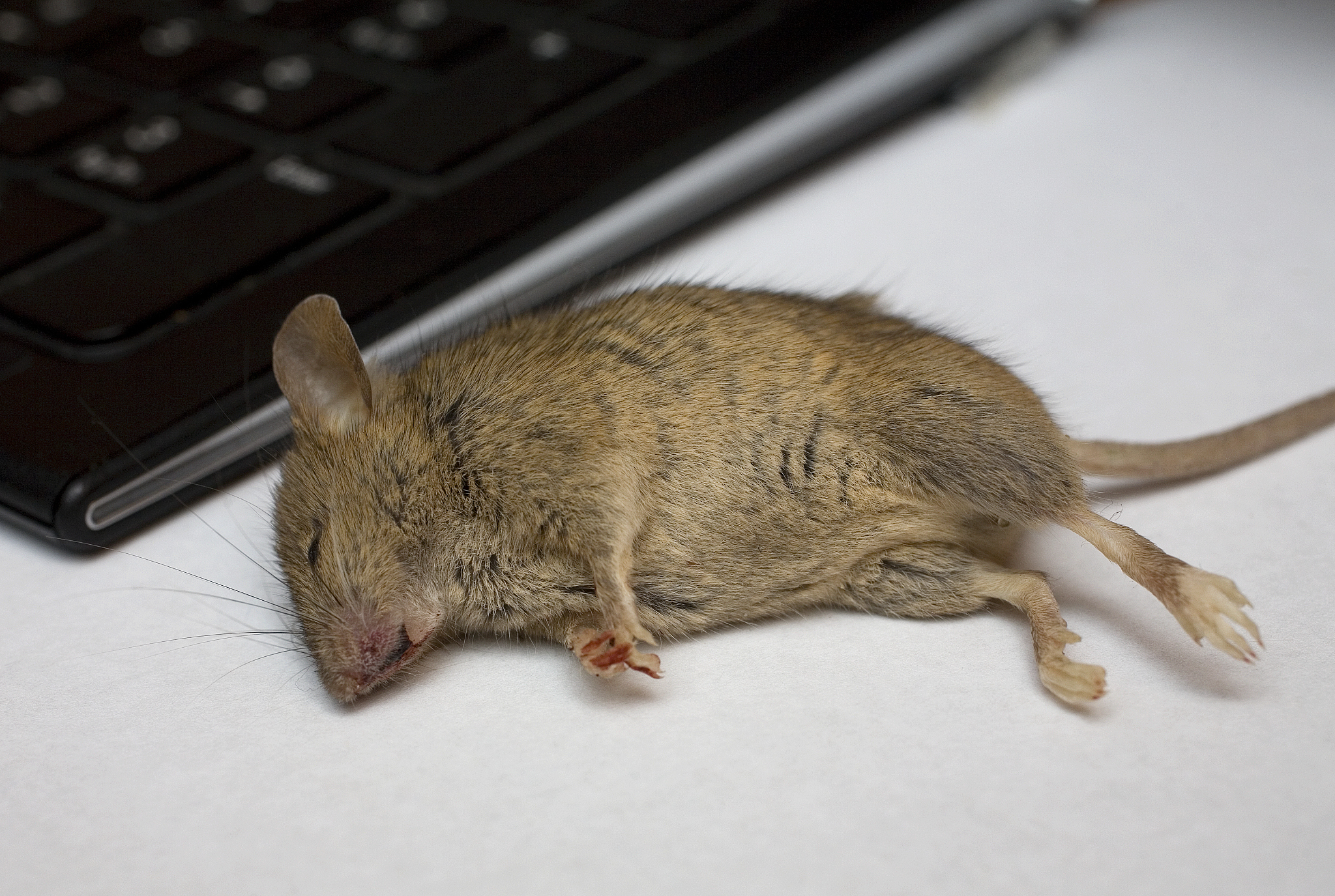 鼠标和老鼠有什么区别