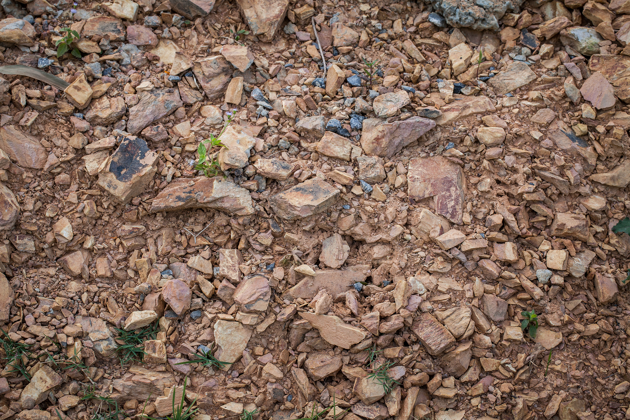 土壤类型大全：从砂土到粘土，让你秒懂土壤分类！