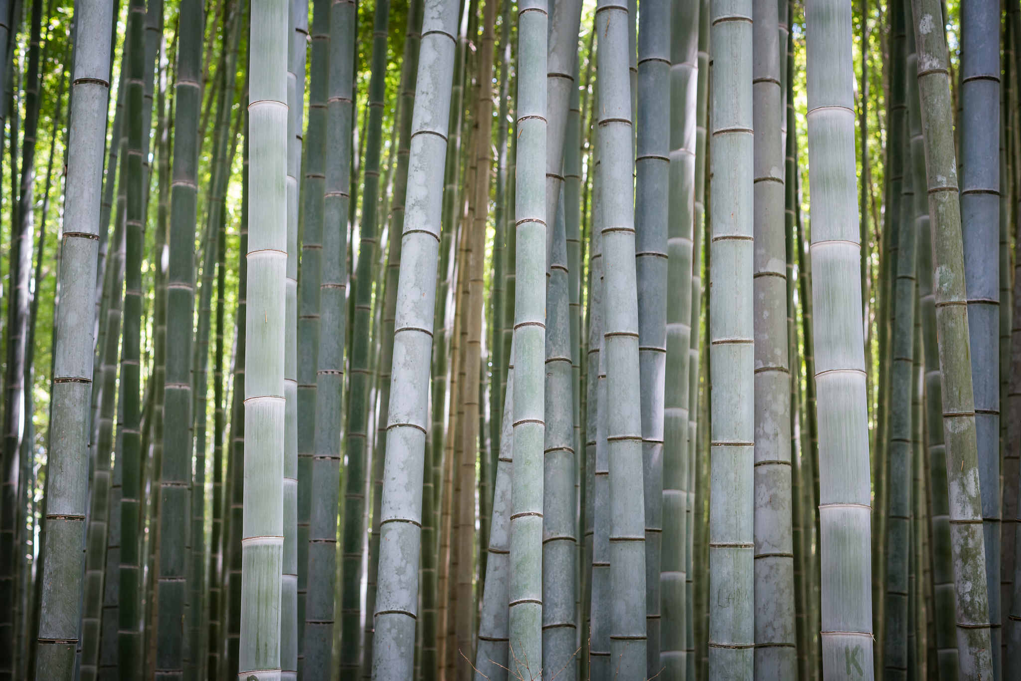 bamboo forest in japan