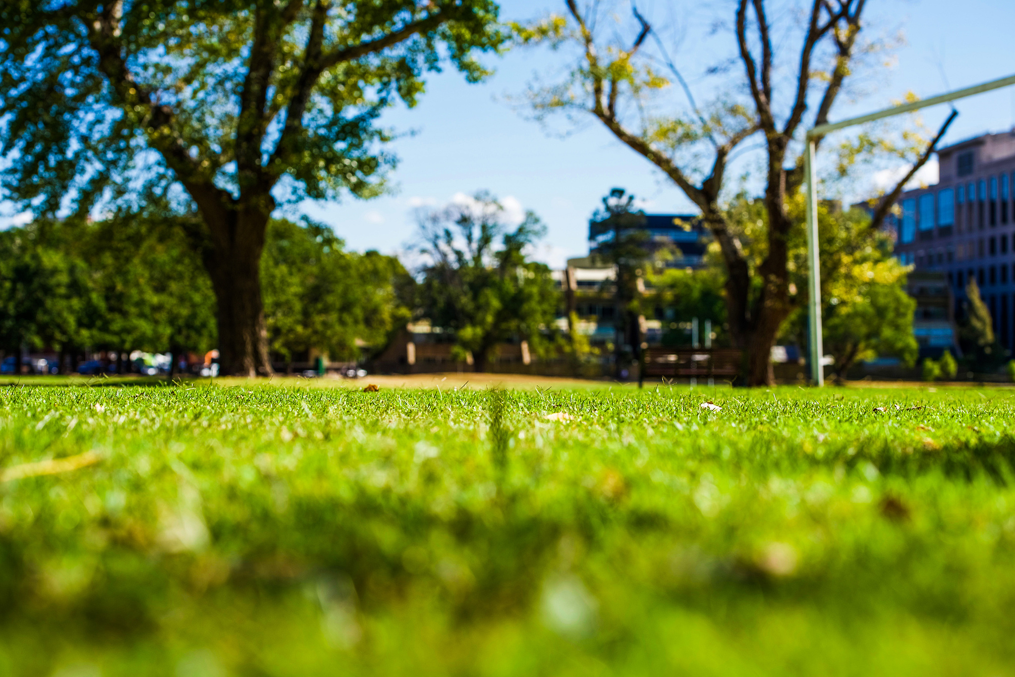 view from the ground level, grassy lawn