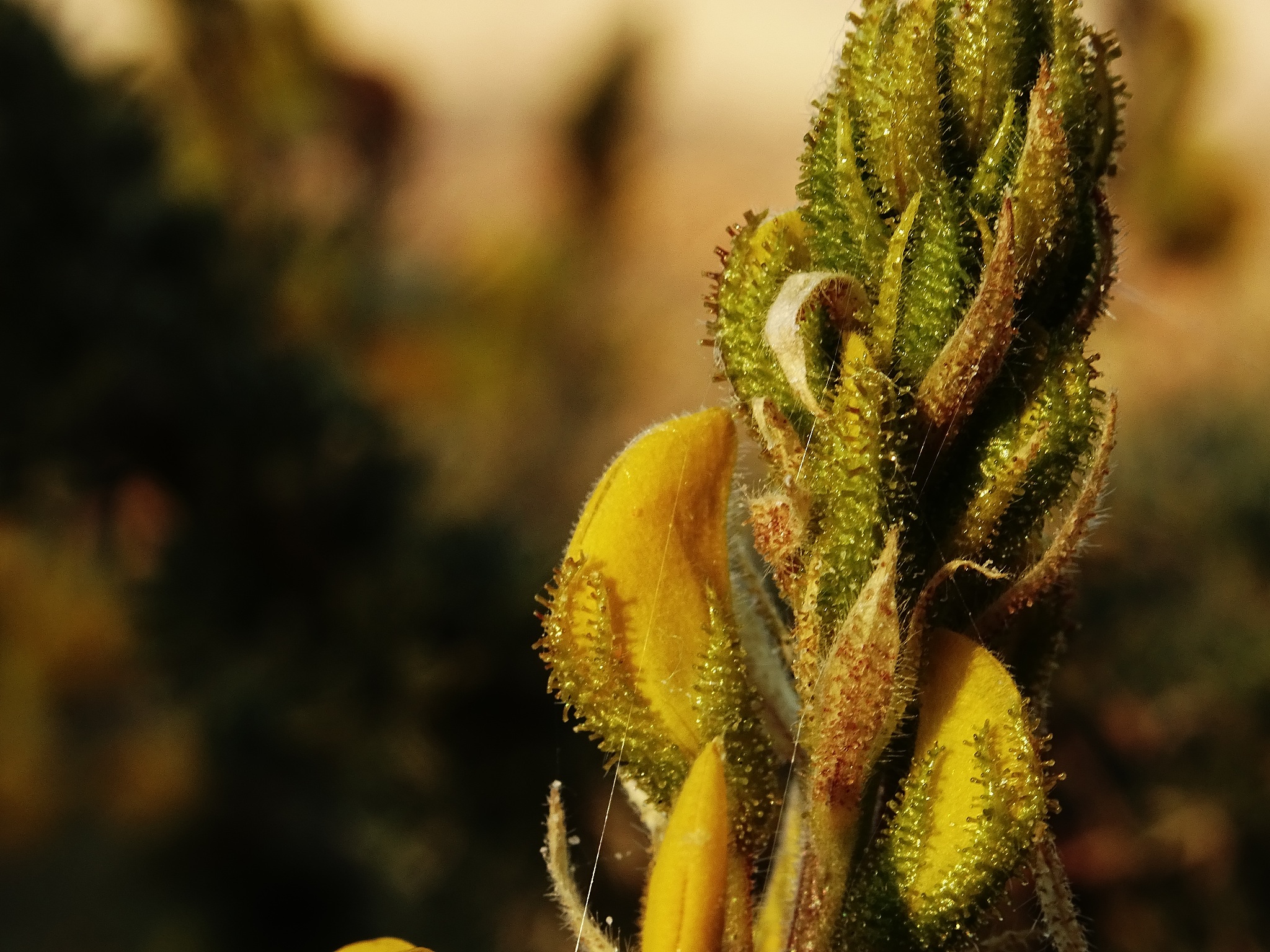 帮我用英语写：六价铬被有效去除和还原为了三价铬，有效降低毒性。在沉淀物中也检测到了部分六价铬，是由于氢氧化物沉淀与六价铬离子之间存在络合作用。