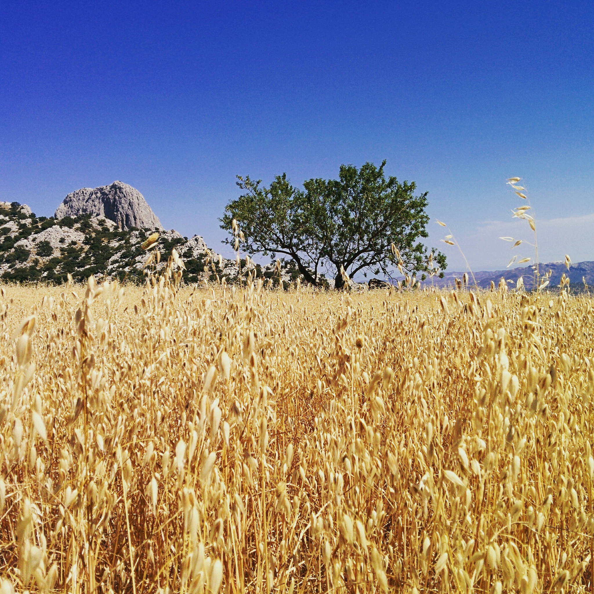 酒泉职业技术学院作物生产技术专业就业方向及前景分析