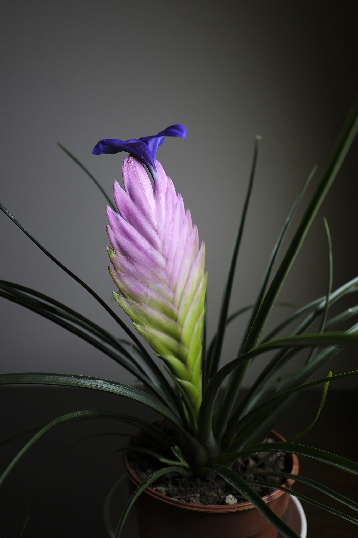 pink quill or wallisia cyanea in flowerpot