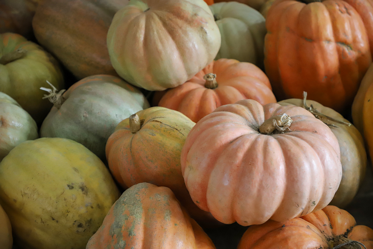 南瓜品种比较：中国南瓜、印度南瓜和美洲南瓜的差异