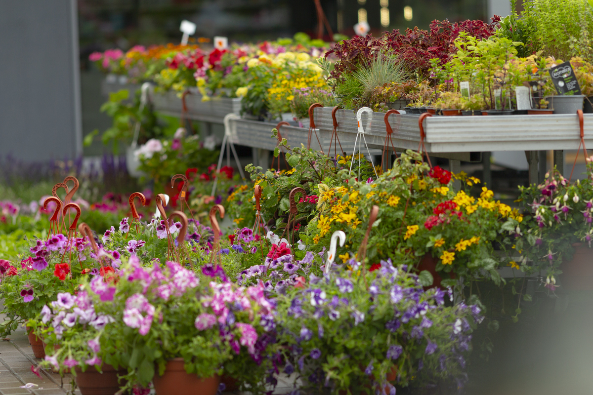 我是大学生在网上了解了伦敦切尔西的花展《伦敦切伦敦切尔西花展的前世今生 》的感触2000字
