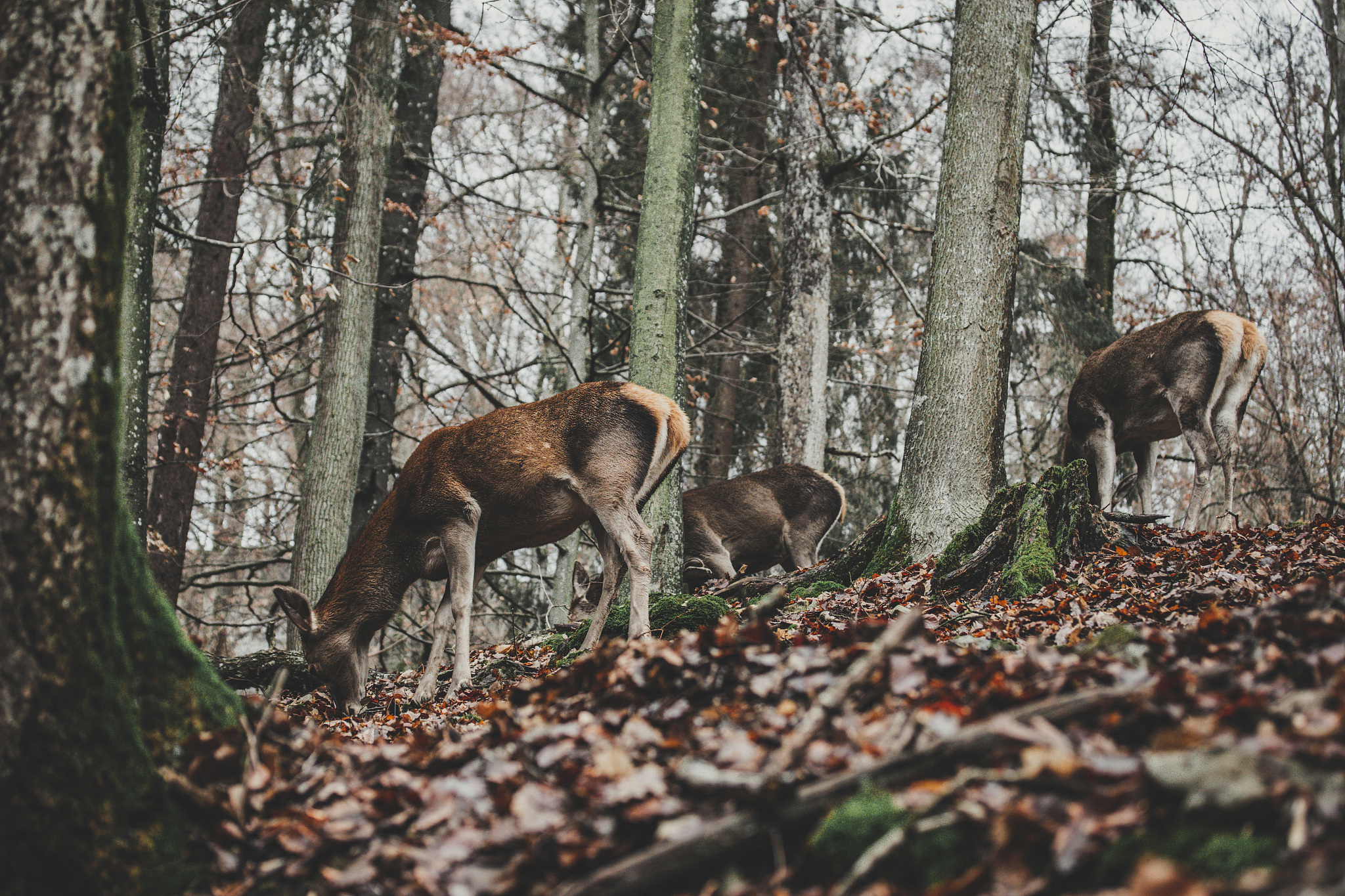 在一片茂密的森林中阳光透过树枝洒在绿草地上。一只小松鼠跳跃着穿过草地突然一只猎豹从树林里闪现小松鼠惊慌失措地逃跑猎豹追赶在其身后。镜头转换至另一处一个年轻男孩坐在河边手里拿着渔竿一只鱼儿咬住了鱼饵男孩拼命收线但鱼儿却顽强地挣扎着场面异常激烈。镜头再次转换一只孔雀展开美丽的尾羽缓缓地向前踱步一旁的两只雌鸟静静地注视着。这些生动的画面让人仿佛置身于大自然之中感受到了生命的美好和力量翻译成英文