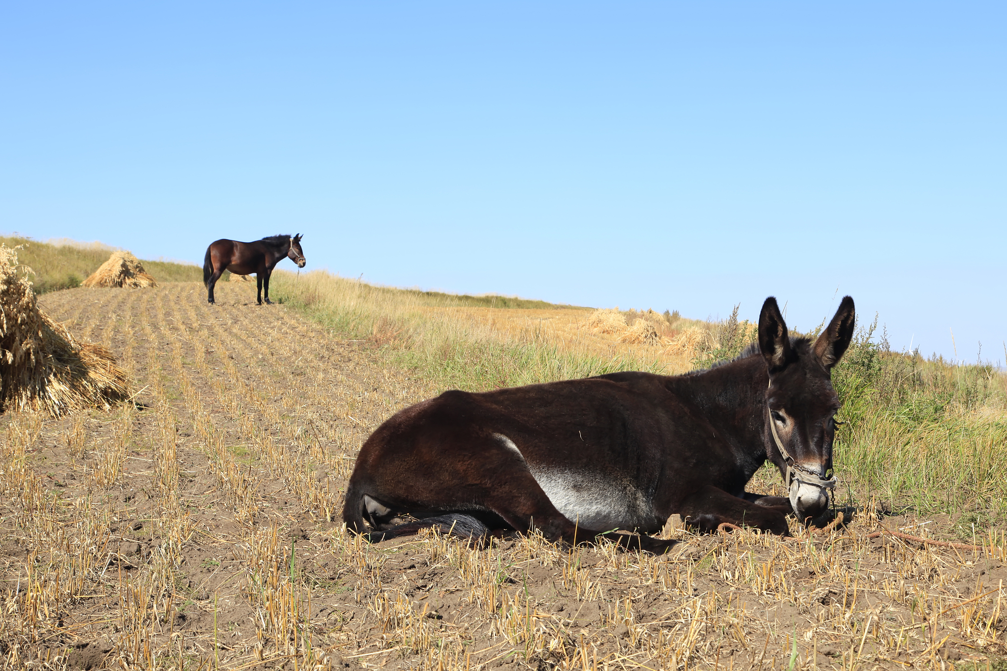 autumn, a donkey was eating grass