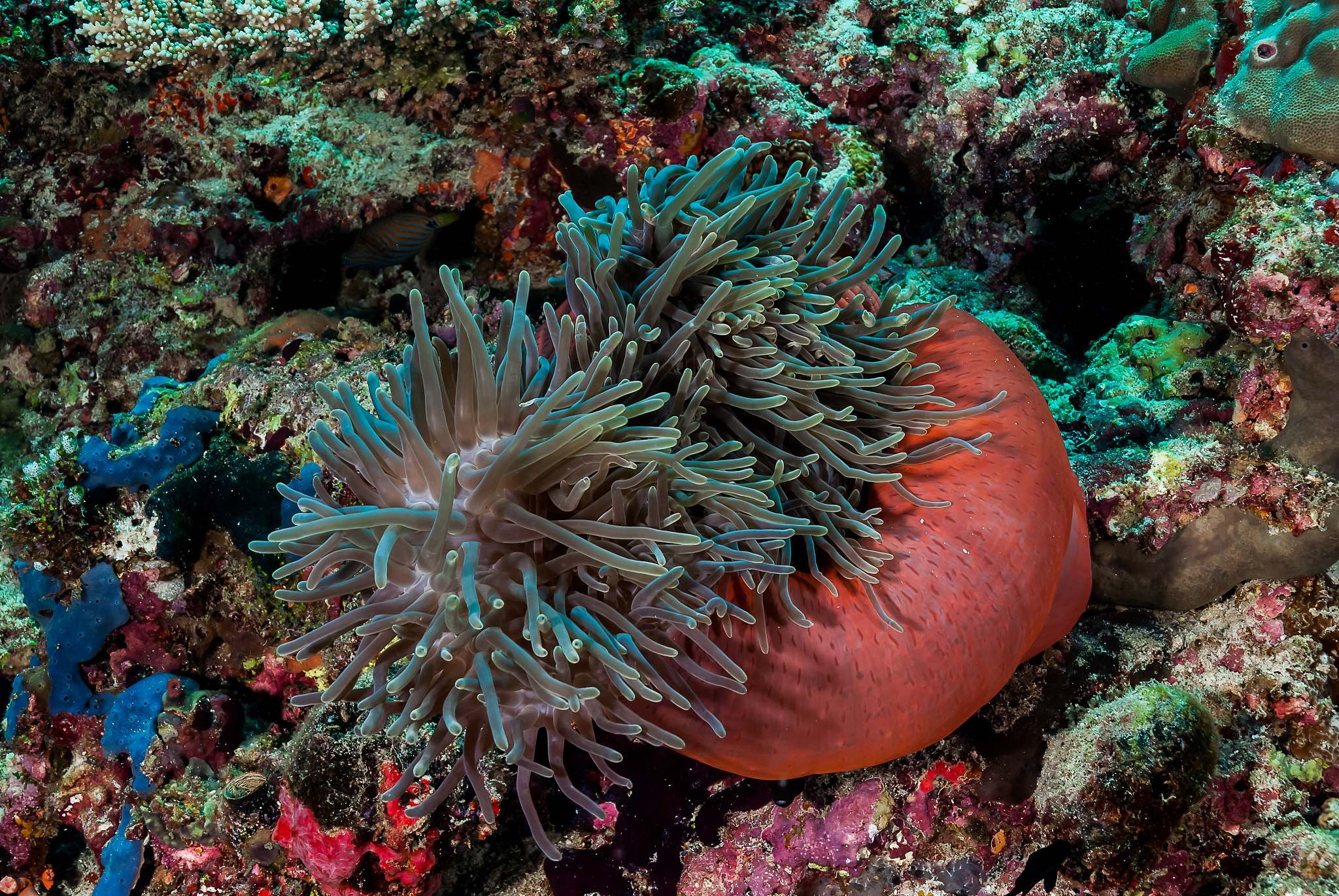 海葵有没有毒素海葵含有一些毒素其中一些毒素可以对人类和其他动物产生伤害。例如某些海葵的触手上会生长小的刺状物这些刺状物会分泌出毒液若被人误触或被海葵挂在身上就可能会导致皮肤过敏、疼痛甚至死亡。此外海洋毒藻也会产生一些毒素与海葵类似这些毒素也可能对人体造成危害。因此在接触海葵或海洋毒藻时需格外谨慎。继续