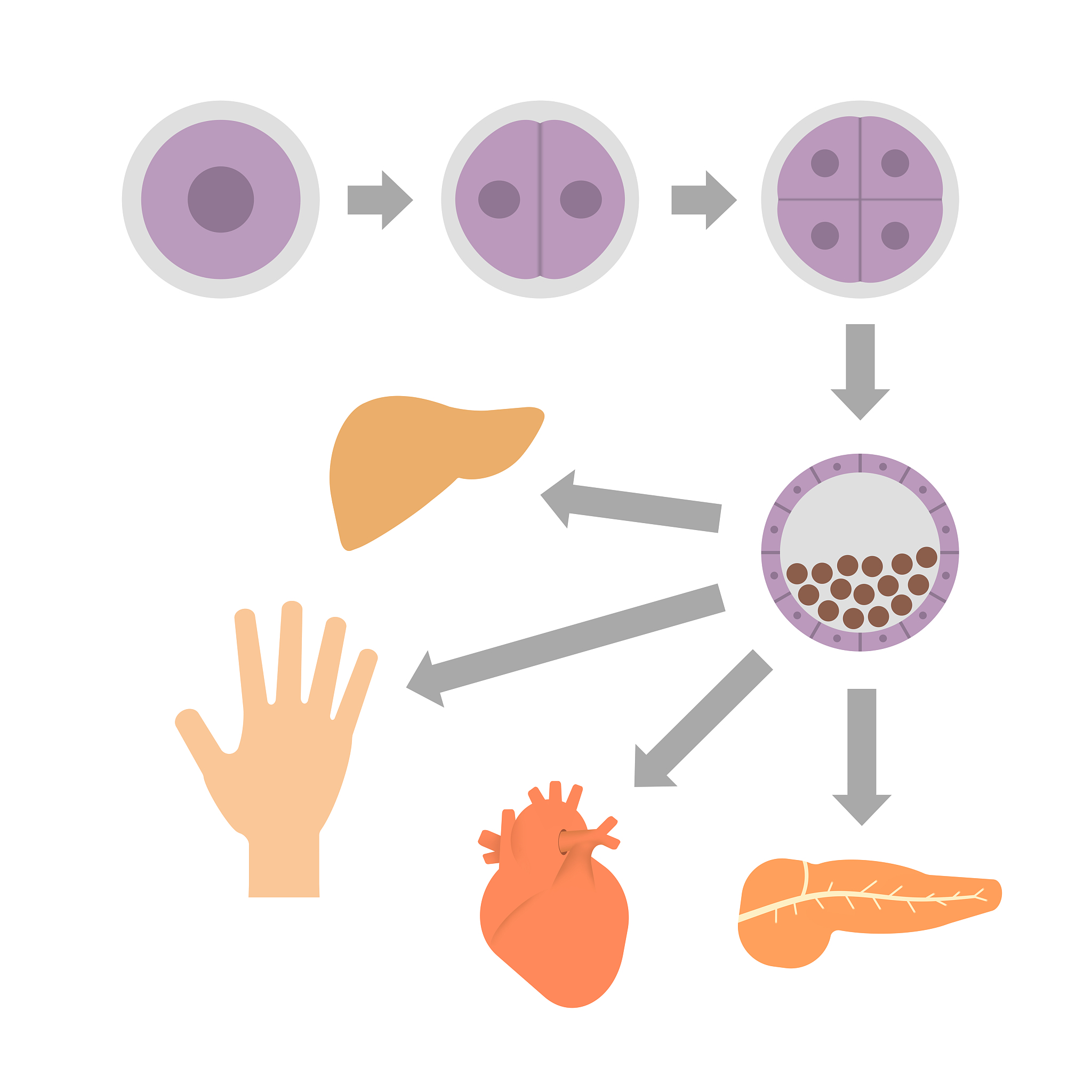 细胞衰老实验：揭秘衰老机制，延缓衰老，改善健康