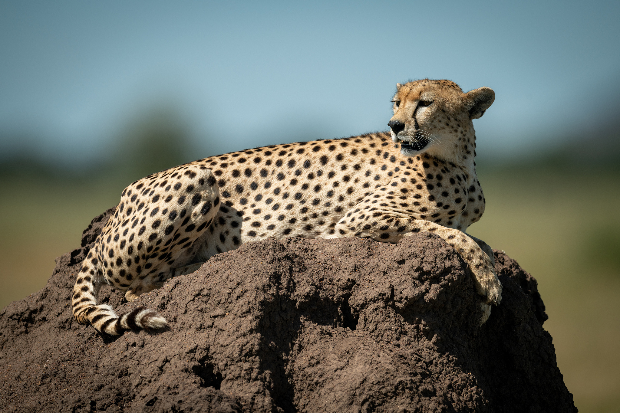 full length of cheetah sitting on rock
