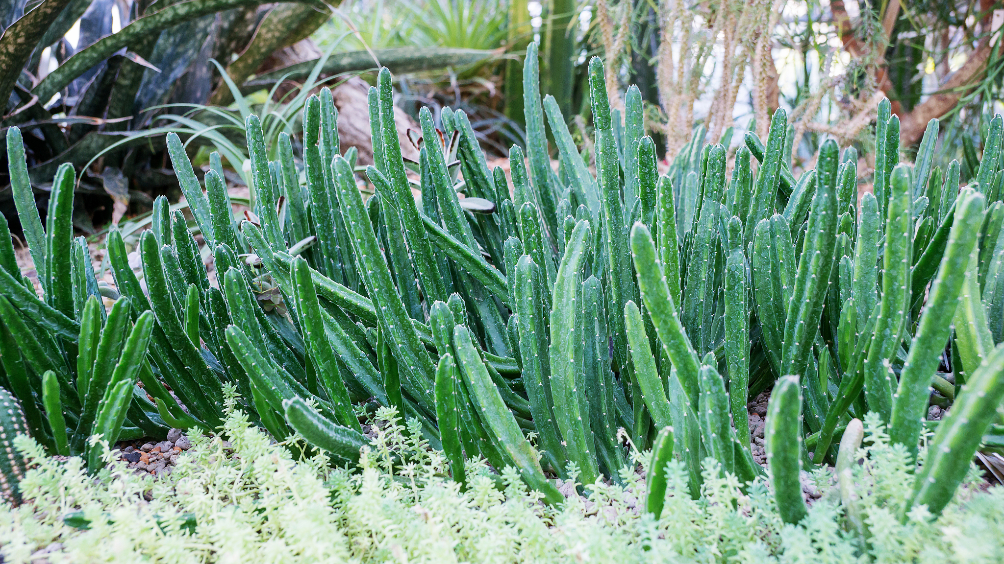 succulent cactus in a garden.