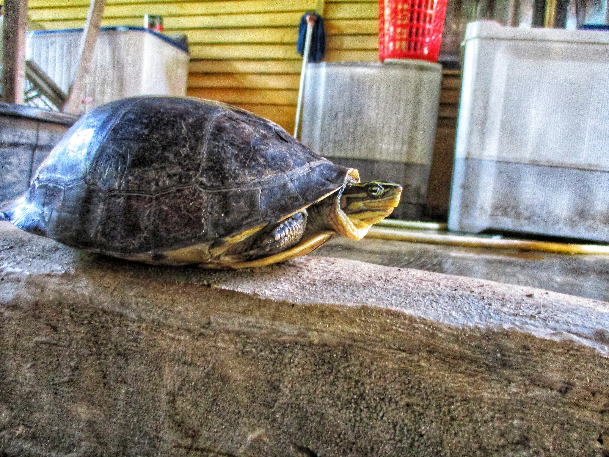 turtle