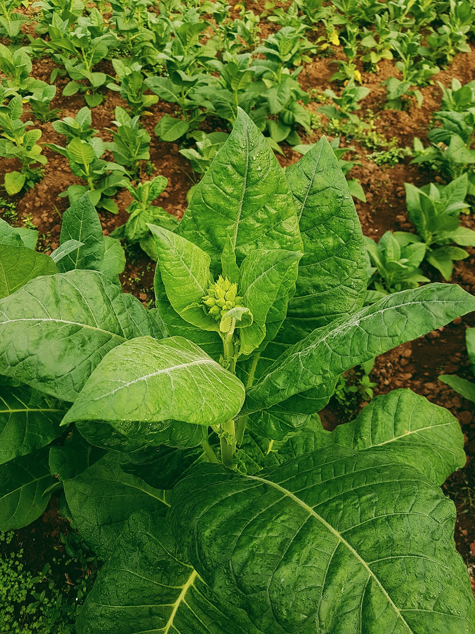 close-up of tobacco plants
