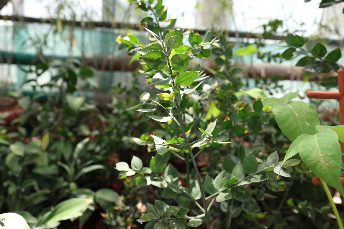 九里香 花叶假连翘在栽培应用中的优缺点是