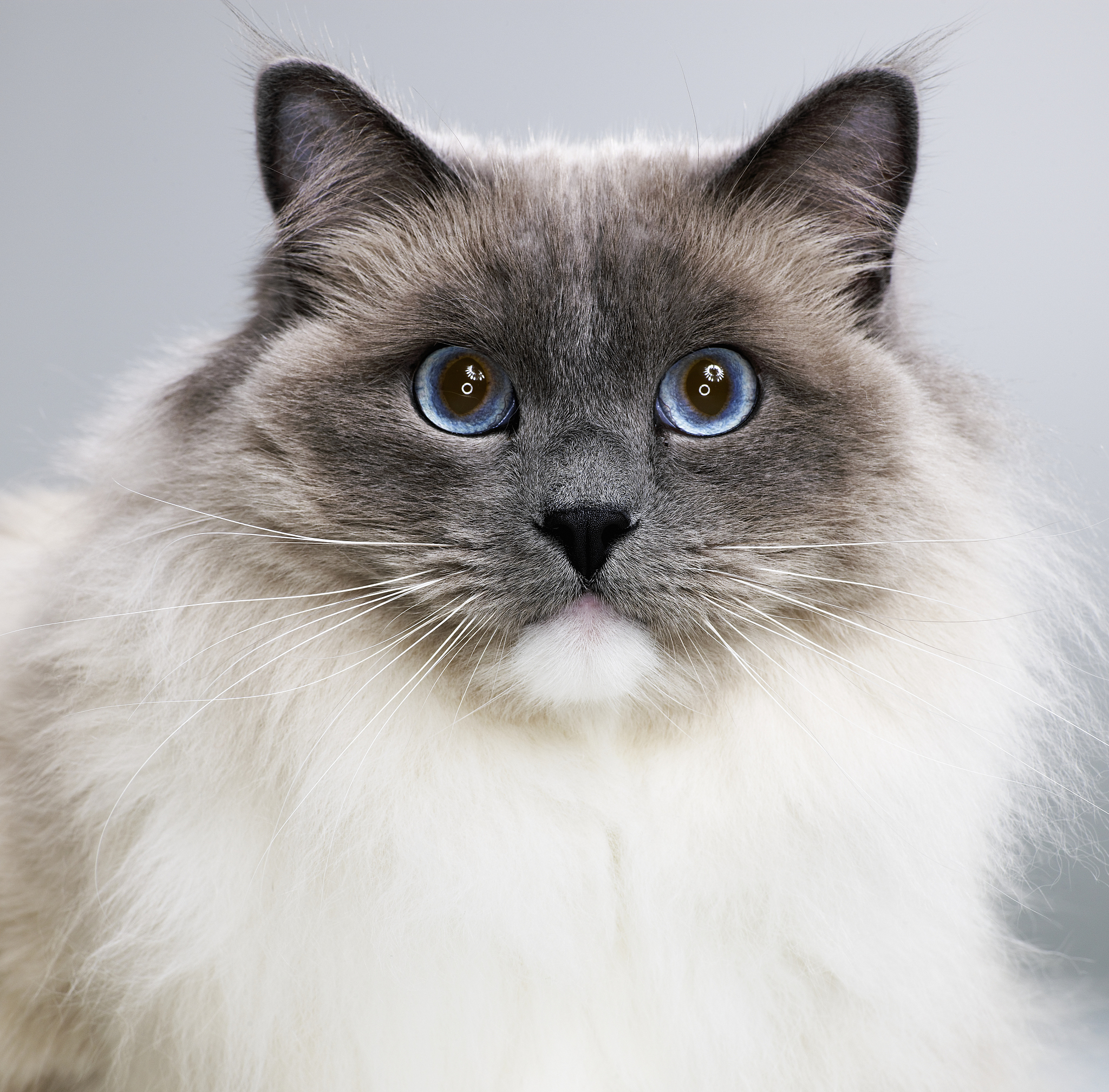 布偶猫毛发打结？试试这些方法轻松解决！