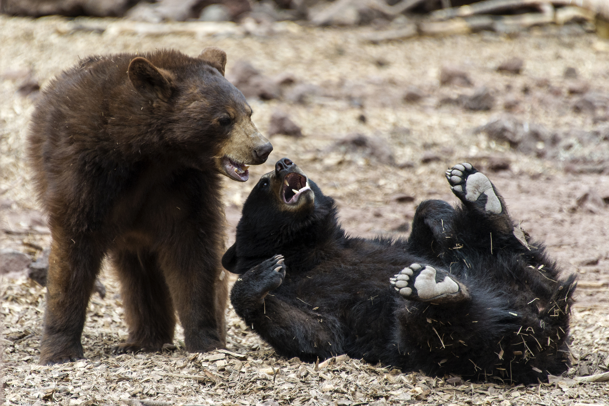 作文题目是我的动物朋友字数语句优美有逻辑。