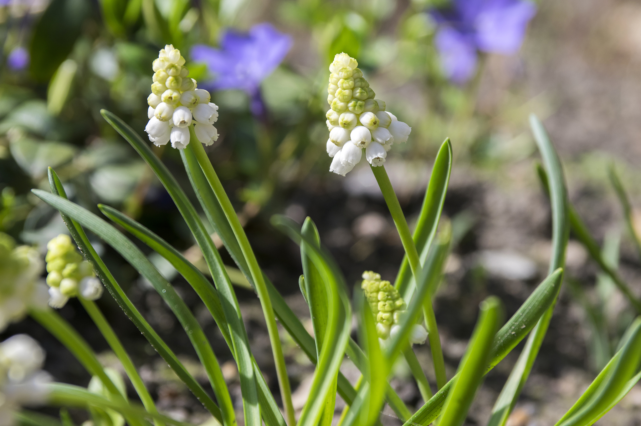 muscari armeniacum album in bloom, white grape hyacinth white fl