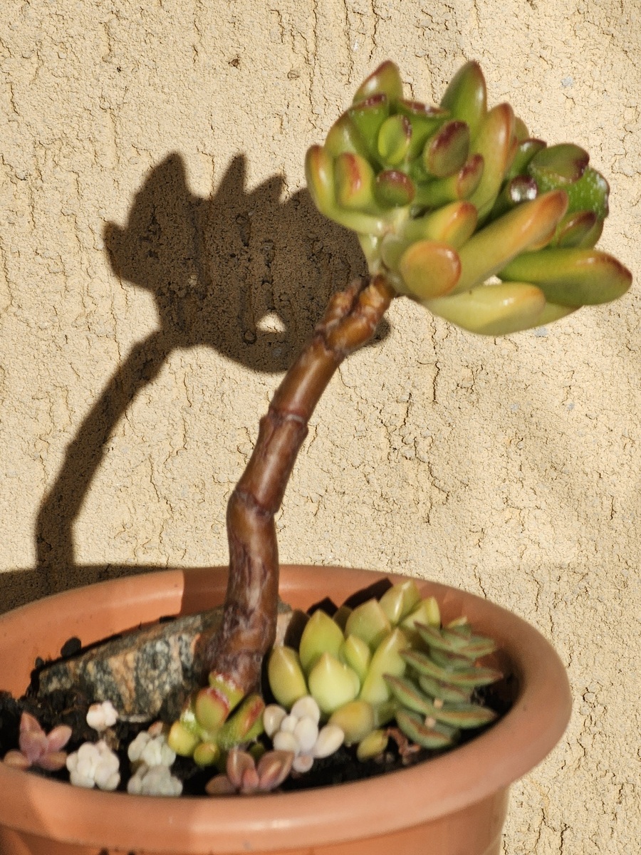 多肉植物烂根原因及解决方法