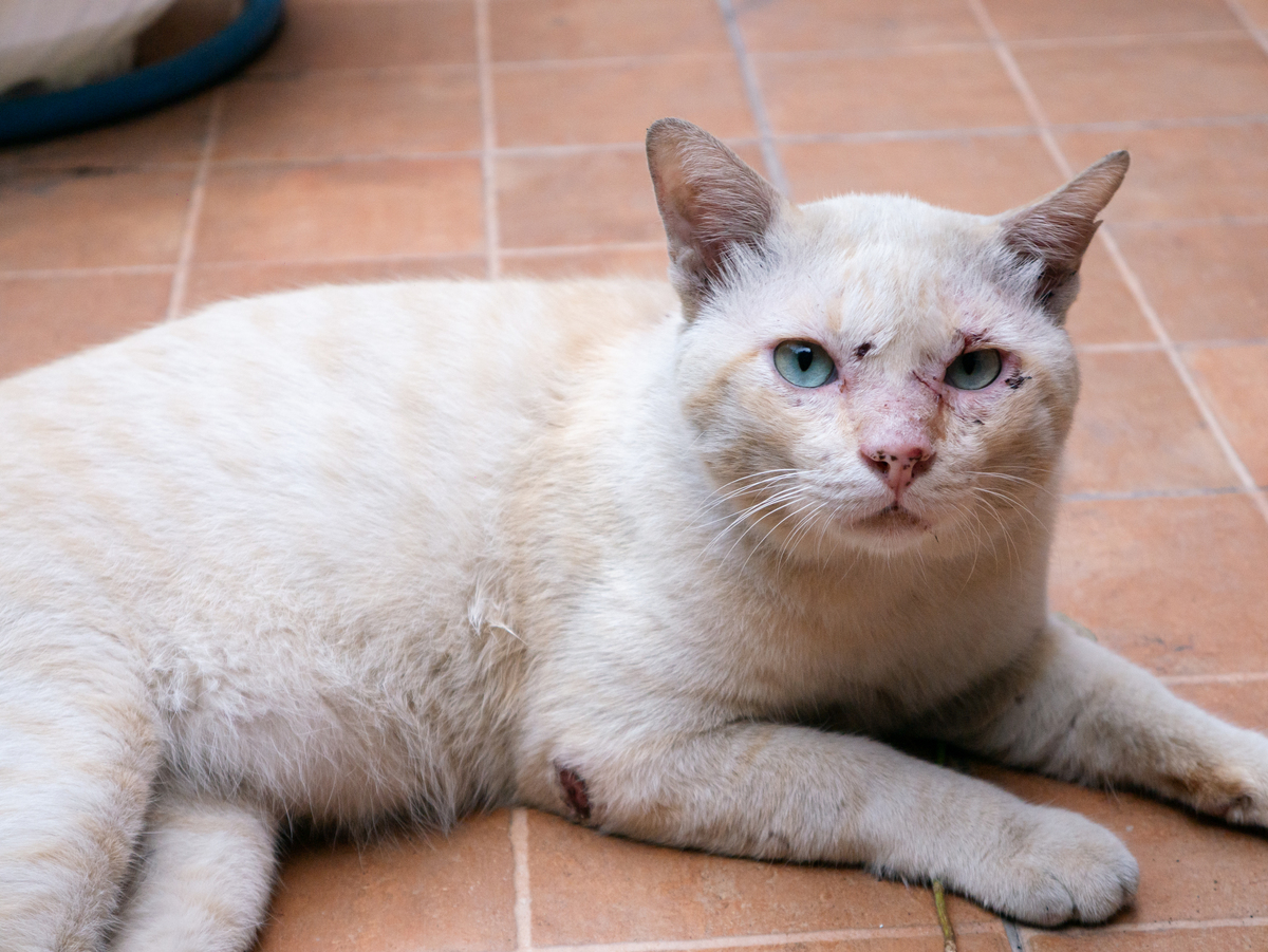 猫原发性铜相关性肝病症状：消瘦、呕吐、黄疸等