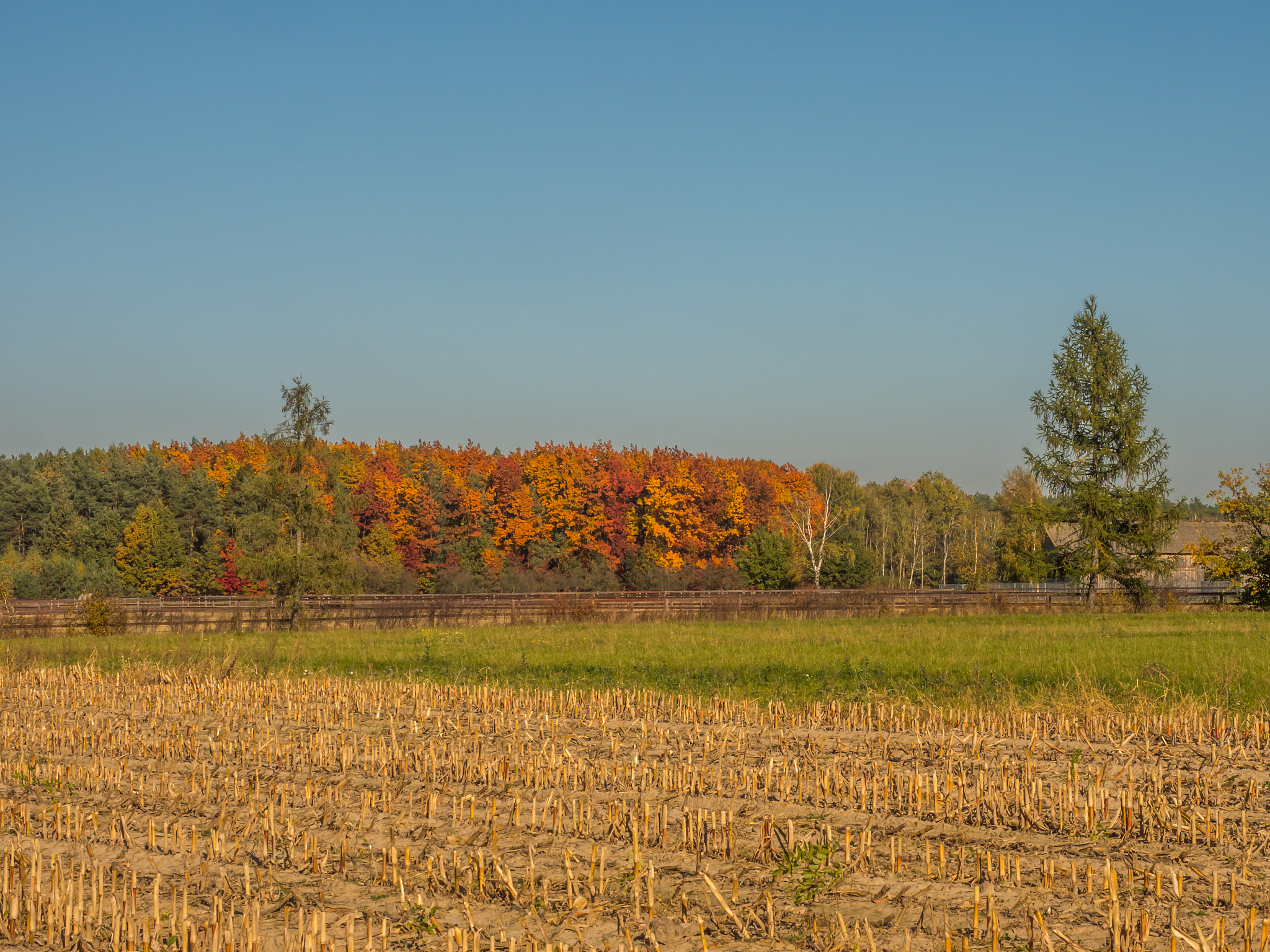 秋之颂：金色画卷里的静美与希望