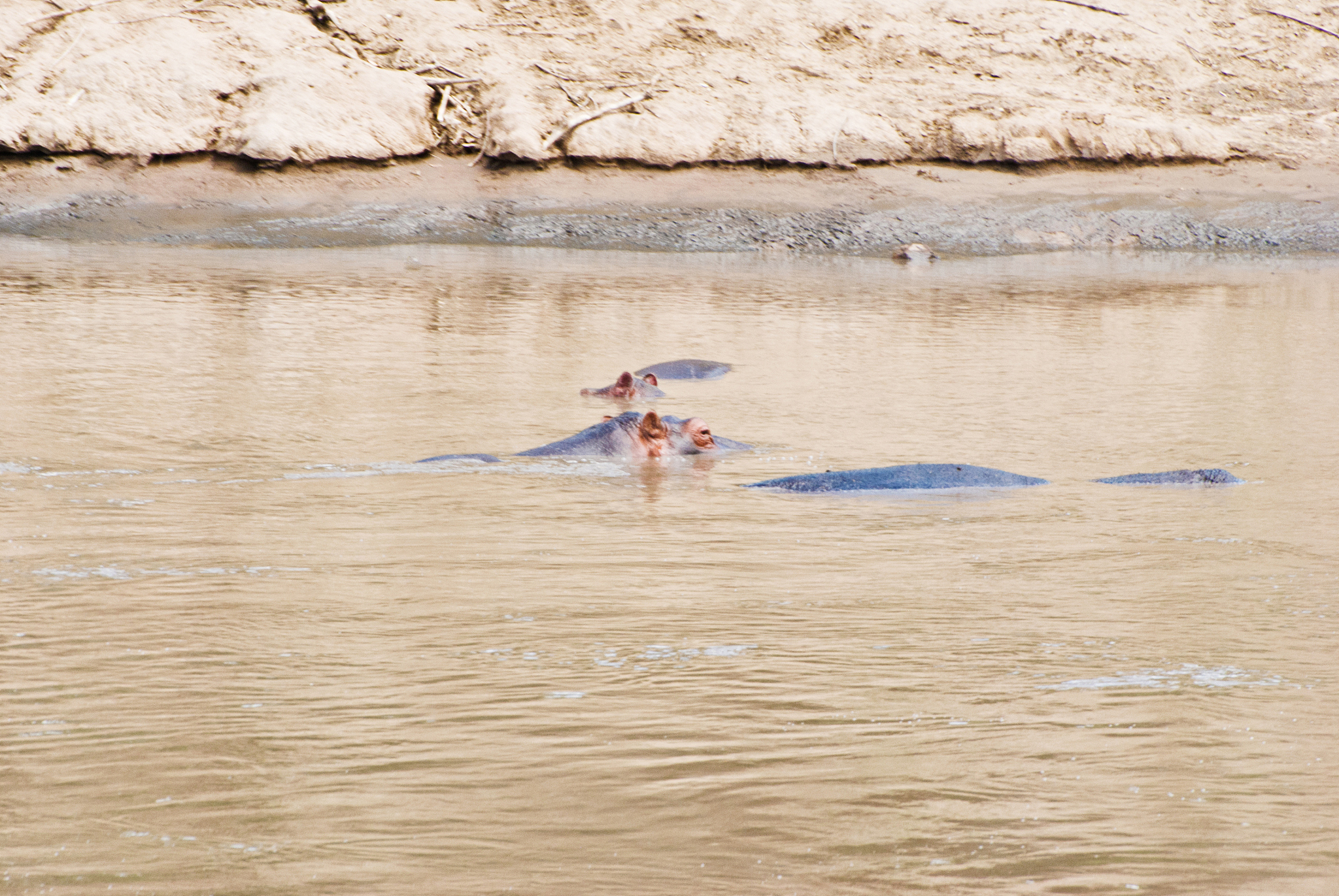 herd of hippos (hippopotamus amphibius) swimming by a muddy rive
