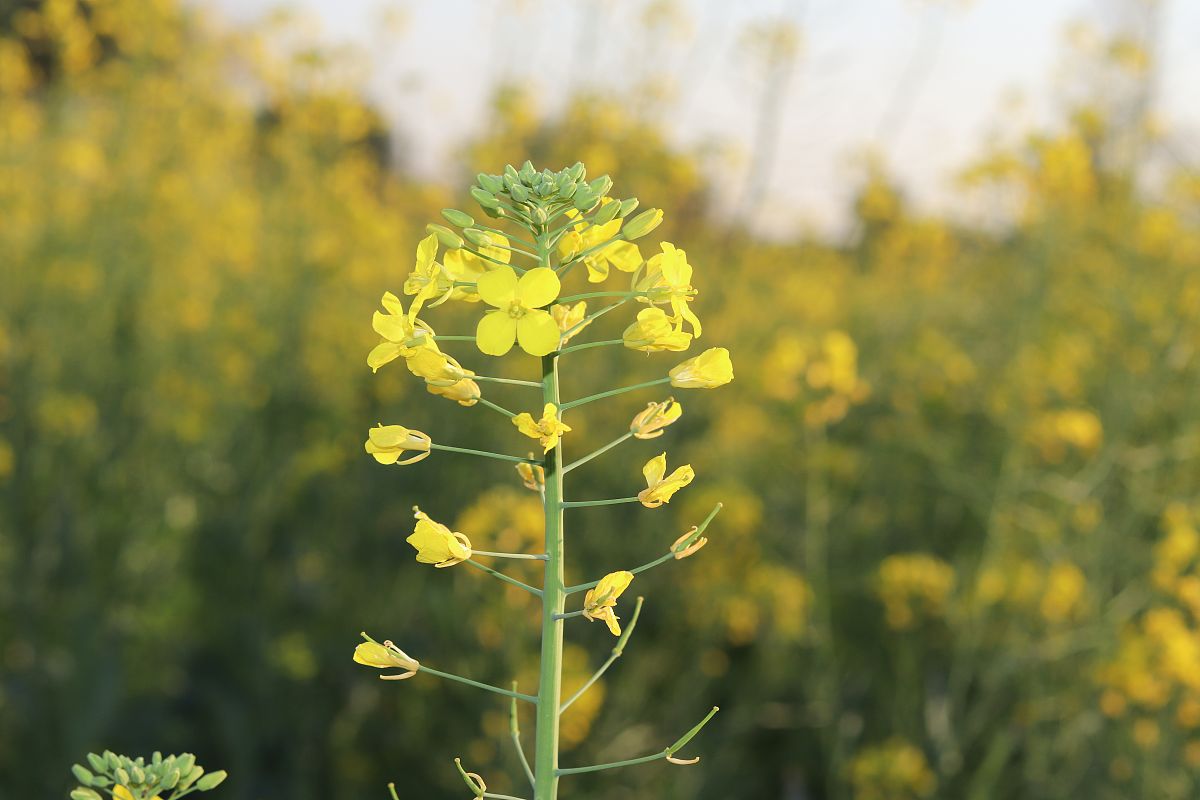 原平农业学校2022年招生简章