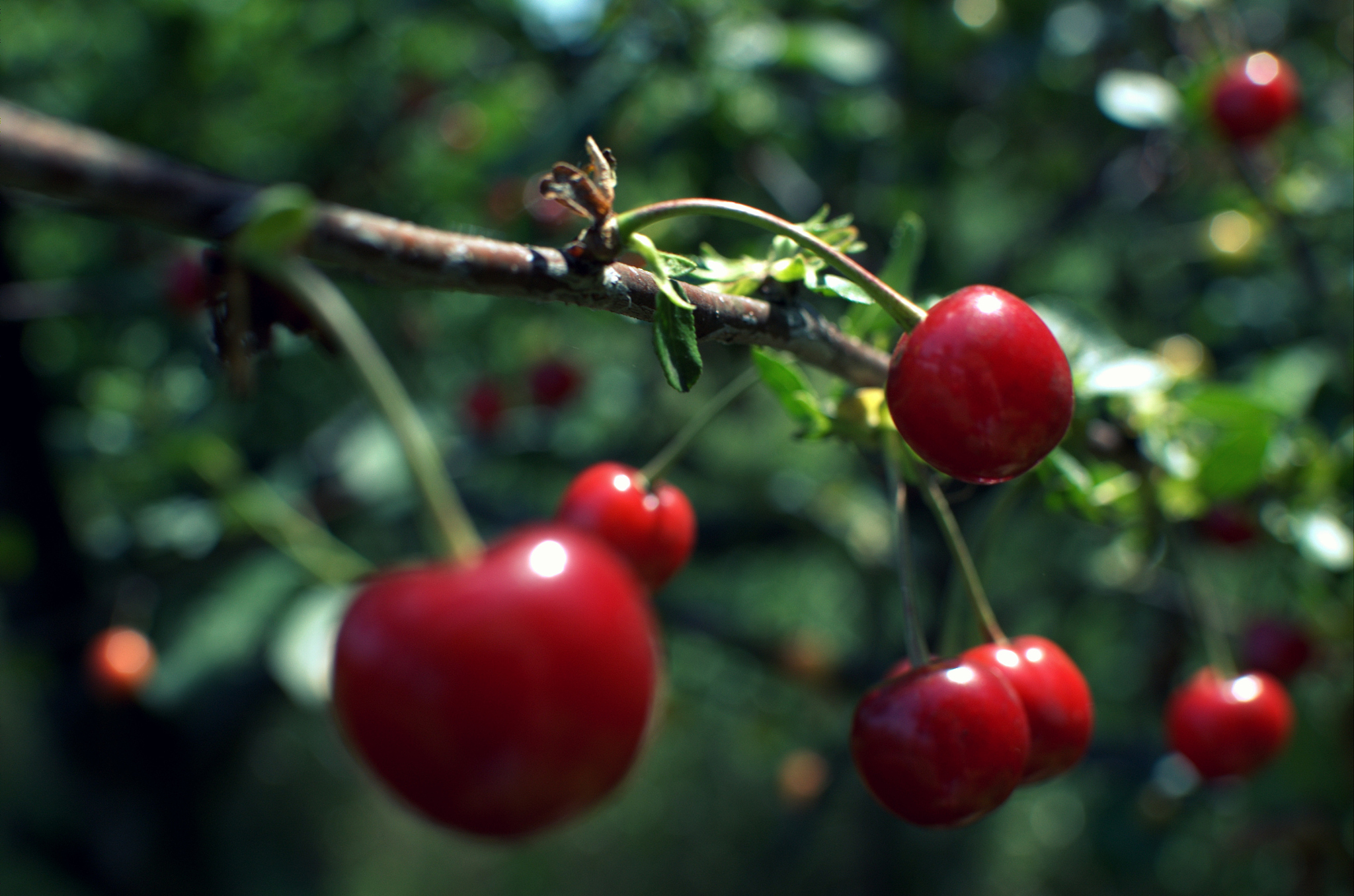 growing cherries