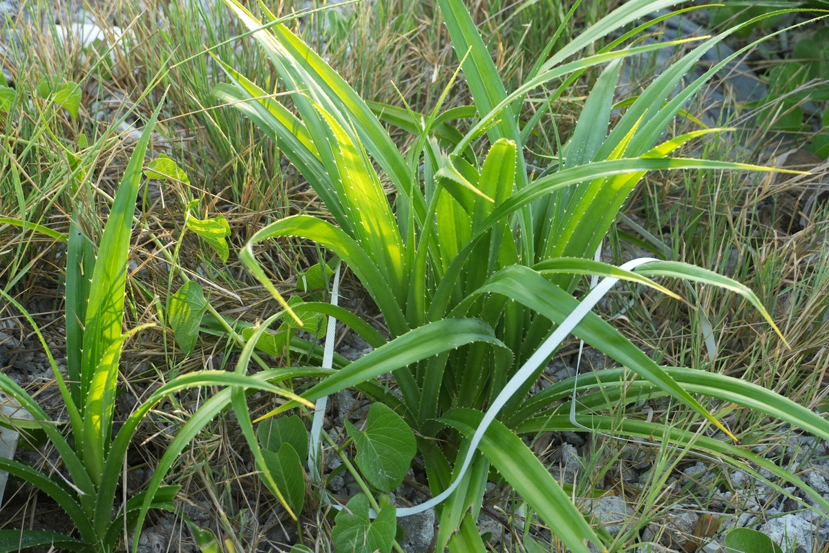 一派生机勃勃的绿色植物在自然户外环境中茁壮成长