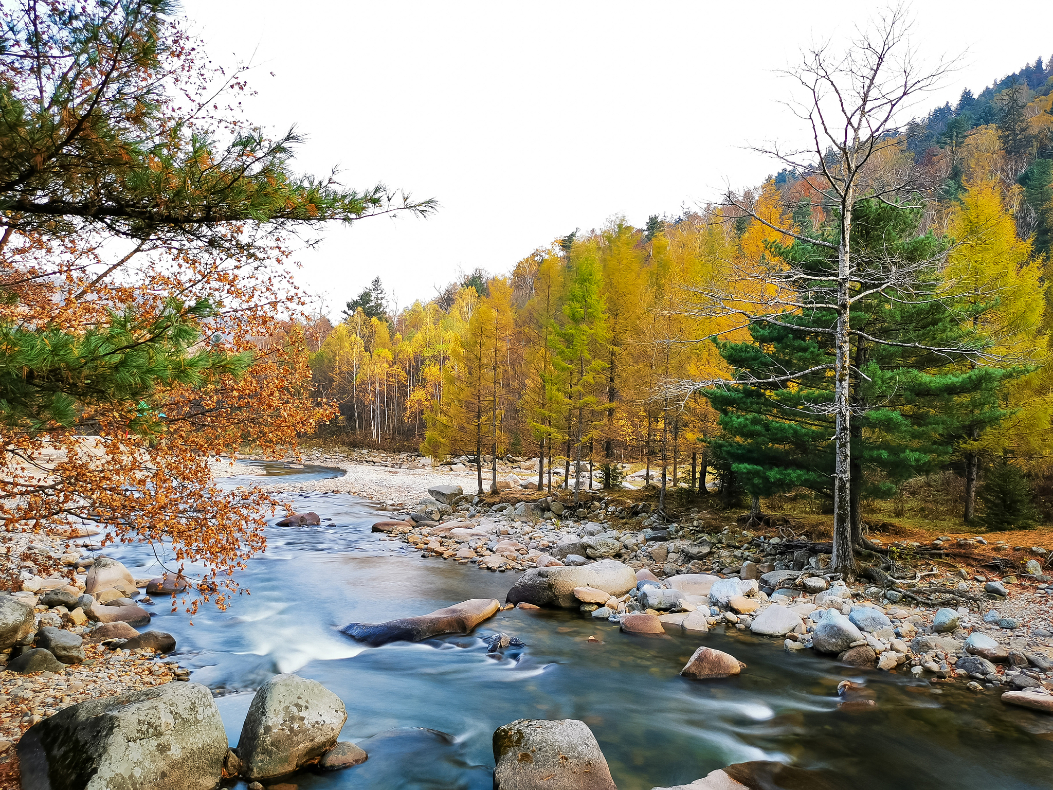 四年级白桦课文解释