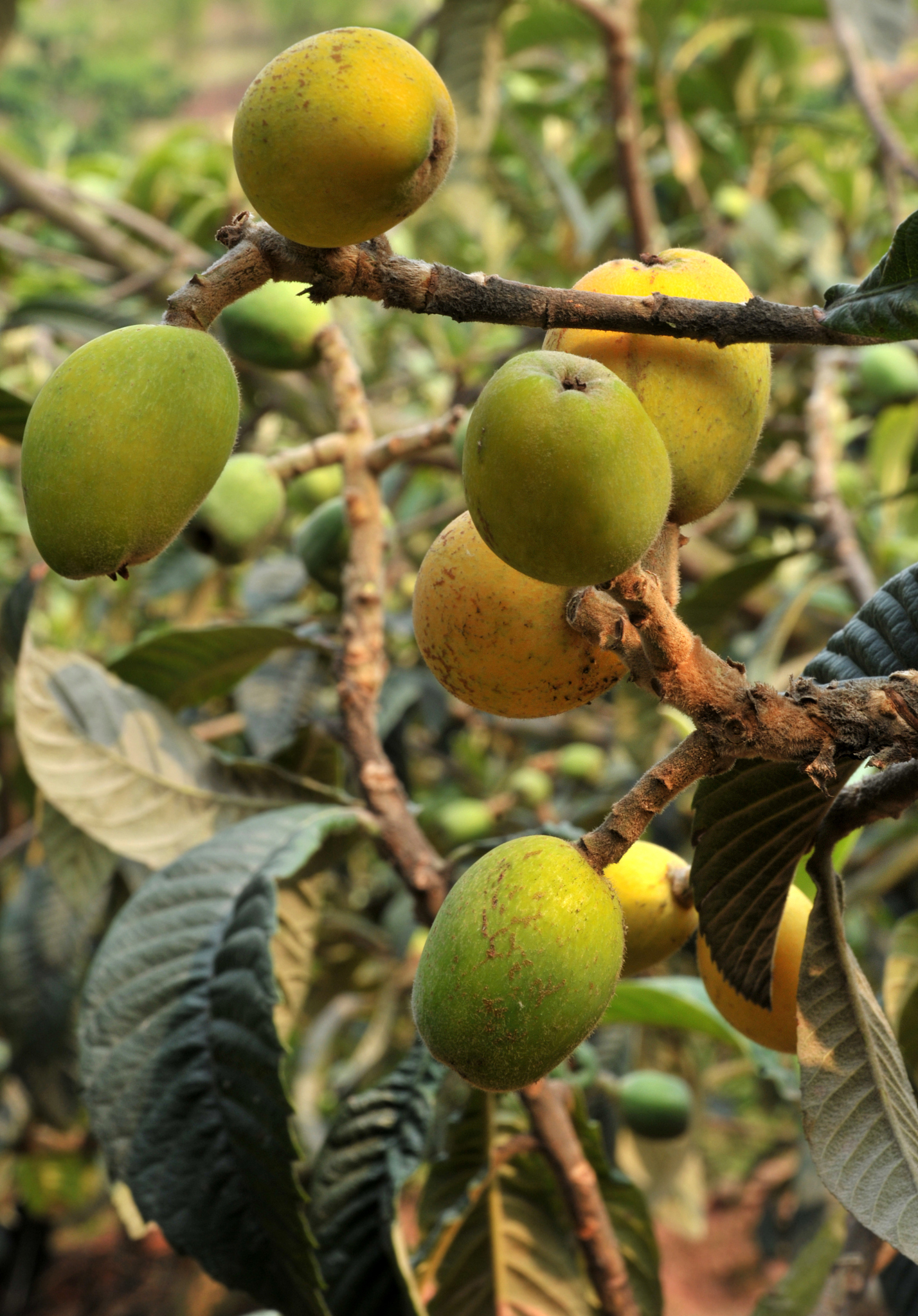 随便果的功效与作用：止咳化痰、消炎杀菌、降血压、养胃护肝、美容养颜