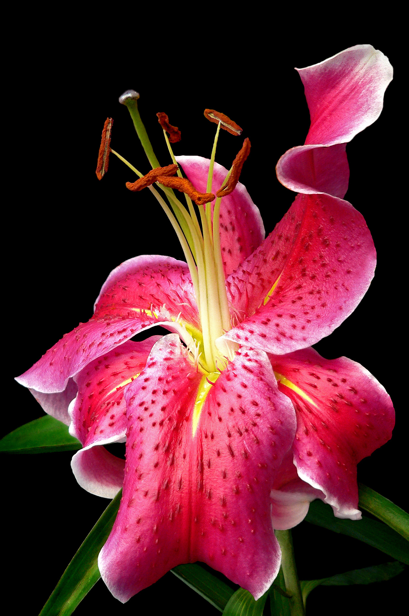 imperial lily 1