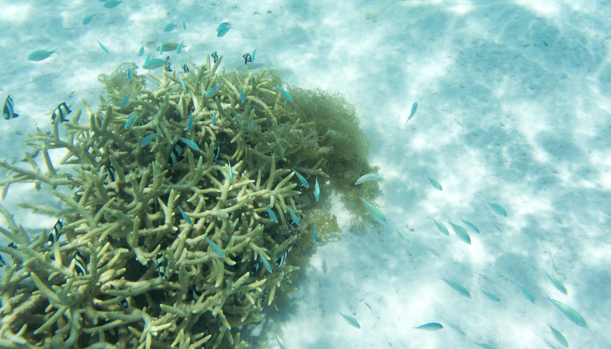 view of coral reef