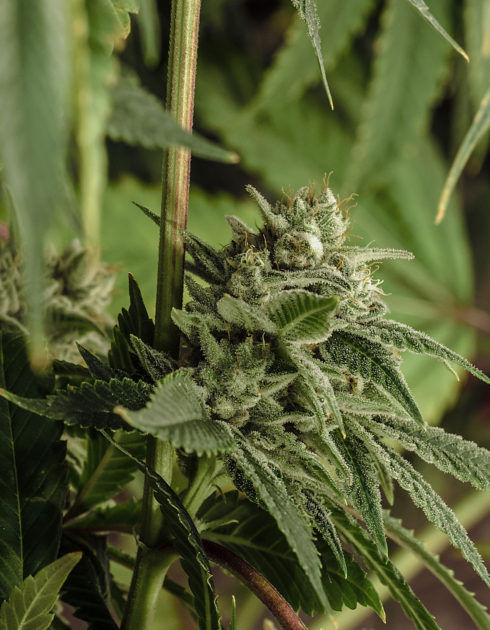 live cannabis macro bud shot
