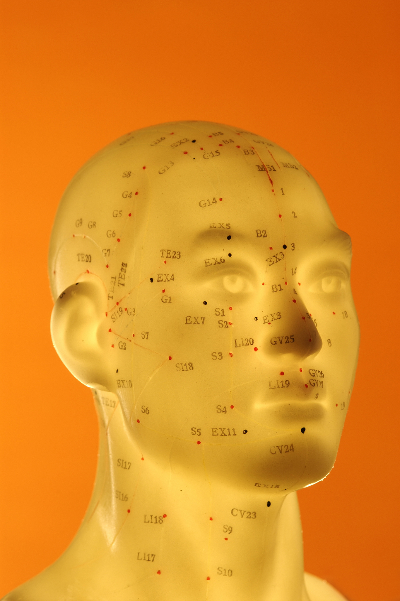 acupuncture model