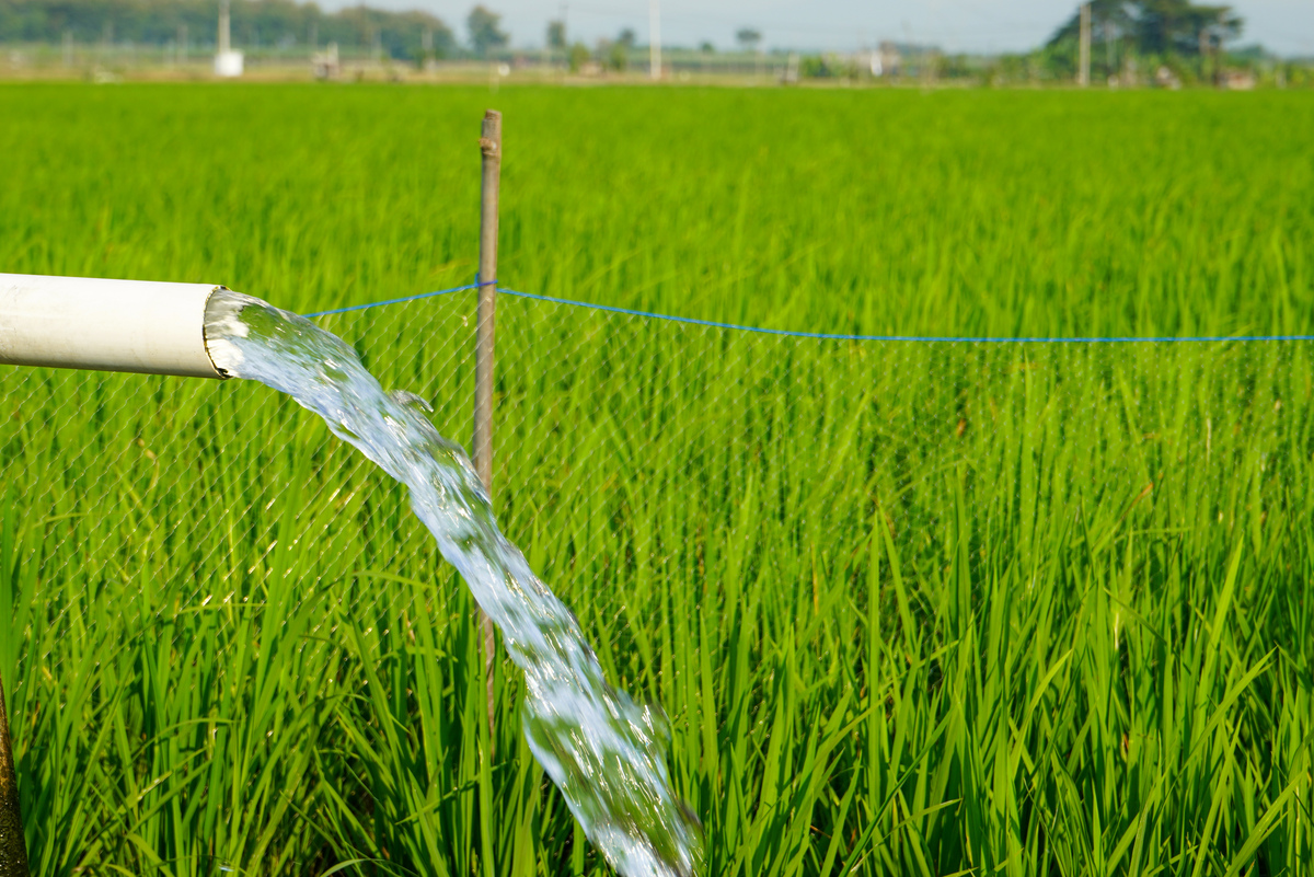 Paddy and Water Environment 期刊: 稻田生态系统与水环境研究